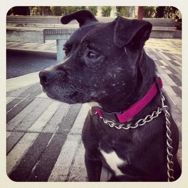 взять взрослую собаку вместо щенка, взрослые собаки против щенков