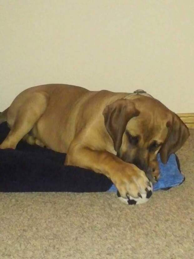 This week on Meet the Giants, we're talking about the Boerboel! Read more for tons of fabulous breed information!