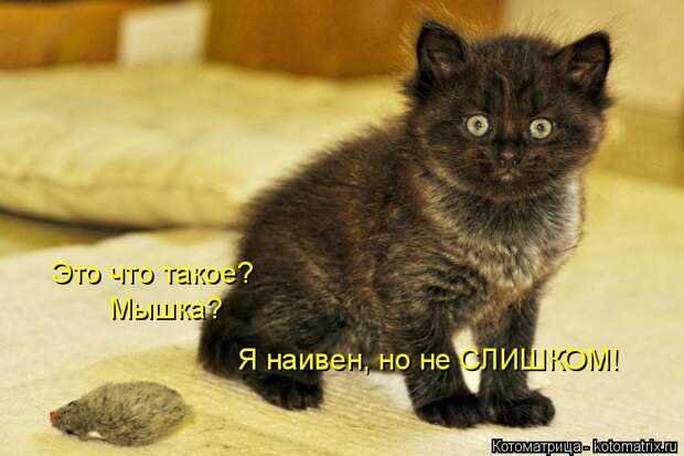 Котоматрица: Это что такое? Мышка? Я наивен, но не СЛИШКОМ!