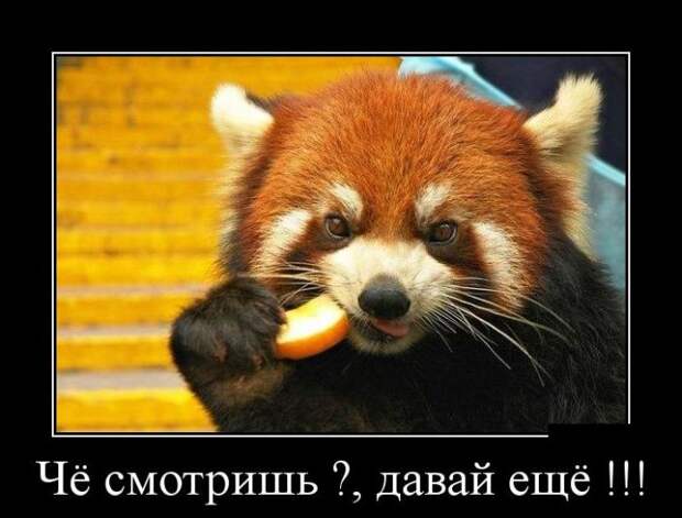 Демотиваторы (30 фото)