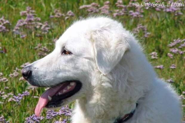 This week on Meet the Giants we're talking about the Kuvasz!