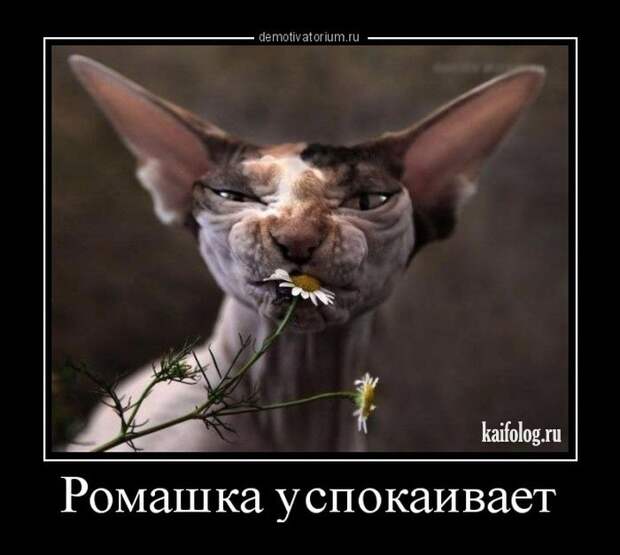 Демотиваторы - 287 (45 демок)
