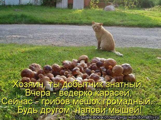 фотографий животных с подписями (50 фото)