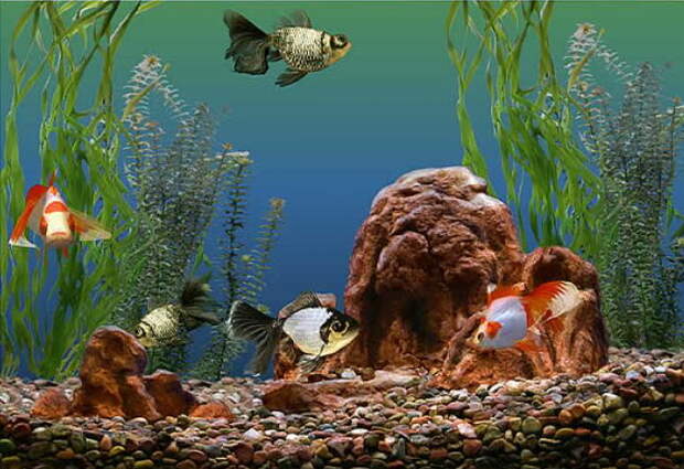 goldfish-aquarium-8
