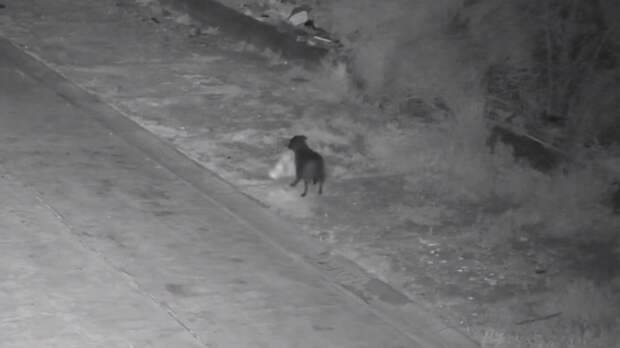 Собака выбрасывает мусор / Кадр из видео: соцсети