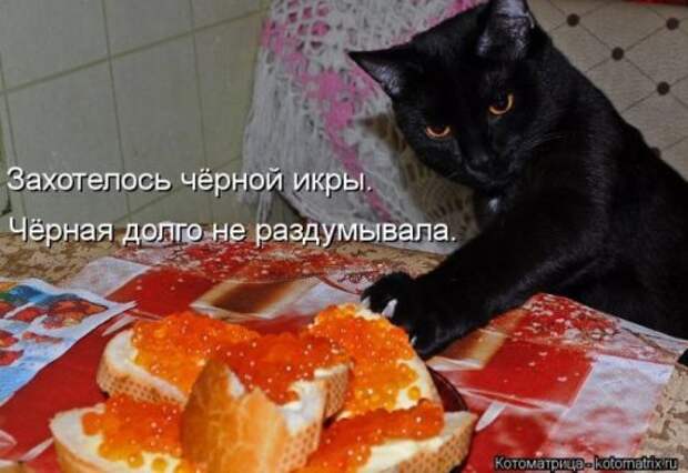 Прикольные котоматрицы (23 шт) Прикольные котоматрицы (23 шт)
