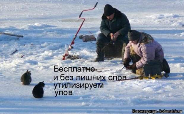 Новая котоматрица на Бугаге (30 фото)