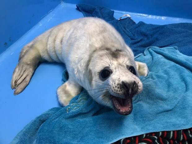 Спасенного тюлененка с Гогланда готовят к взрослой жизни