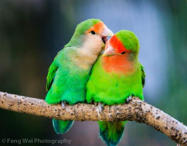 Careless Whisper