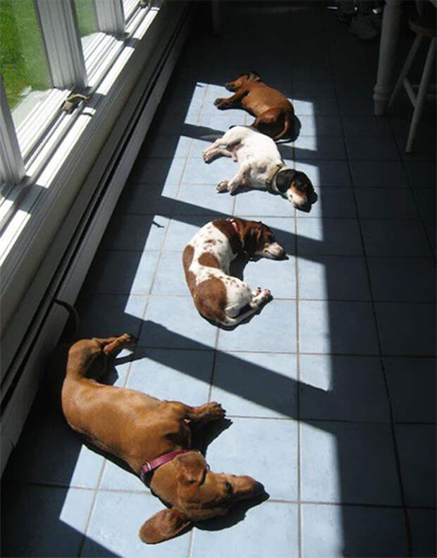 животные пригрелись в лучах солнца