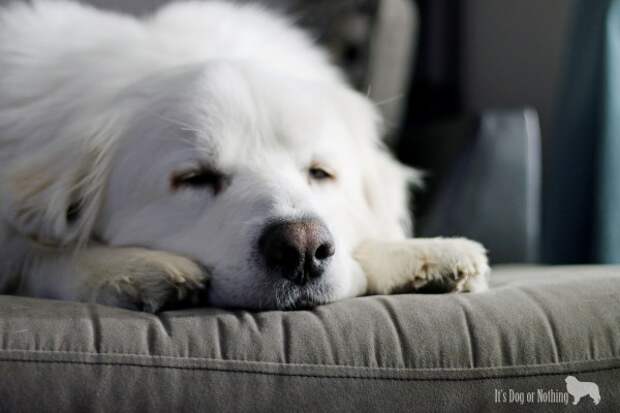 Adorable Great Pyrenees