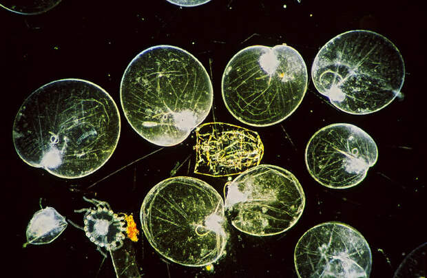 3925073_04s (700x456, 147Kb)