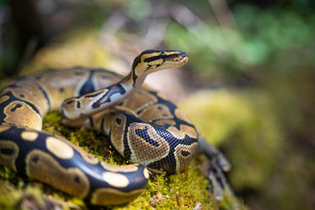 Наводнения на Бали привели к появлению змей, включая сетчатых питонов