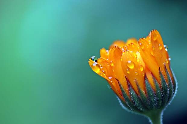 Marigold, Flower, Dewdrops, Water Droplets