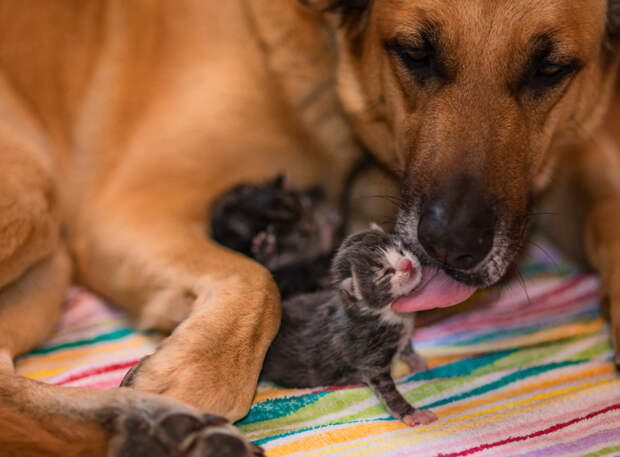 Фото: Alexej Mecheriakov