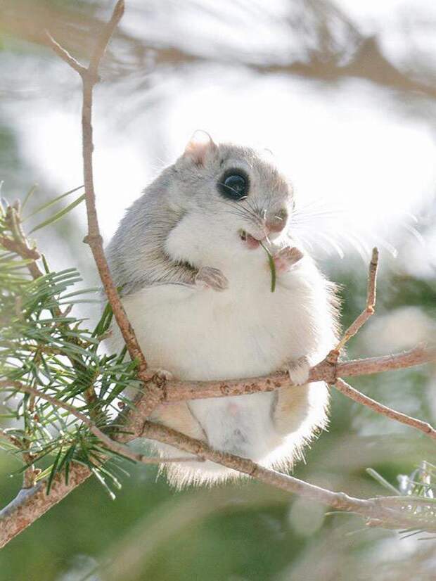 Hokkaido  cute animals, Хоккайдо милые животные