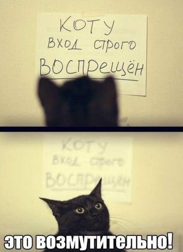 Не Верь Коту Фото