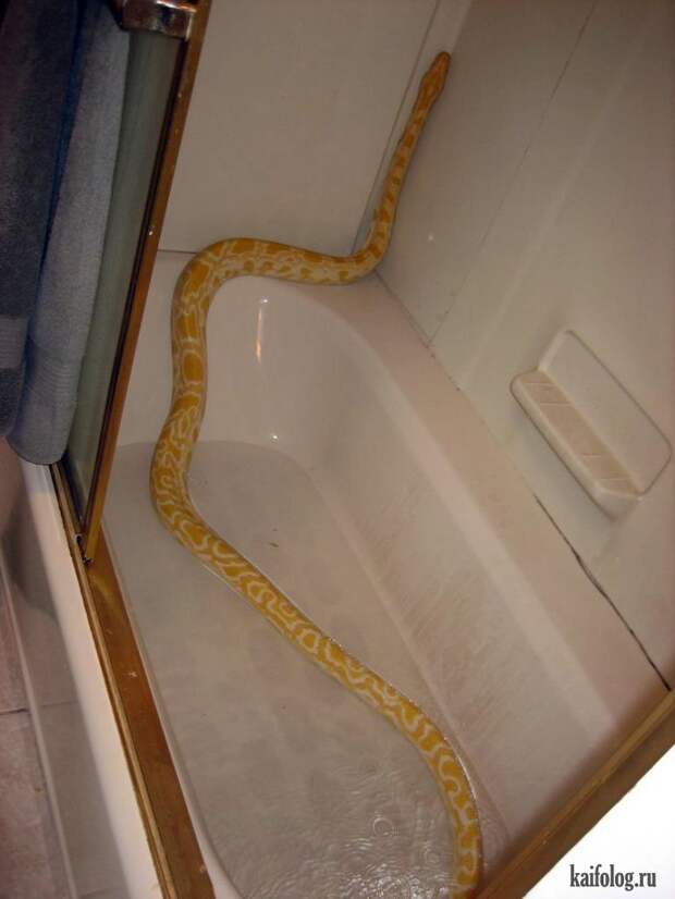 Необычные домашние животные (55 фото) Необычные домашние животные (55 фото)