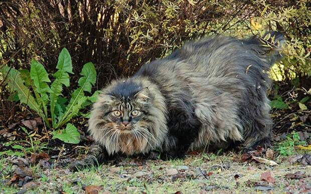 самая большая кошка 
