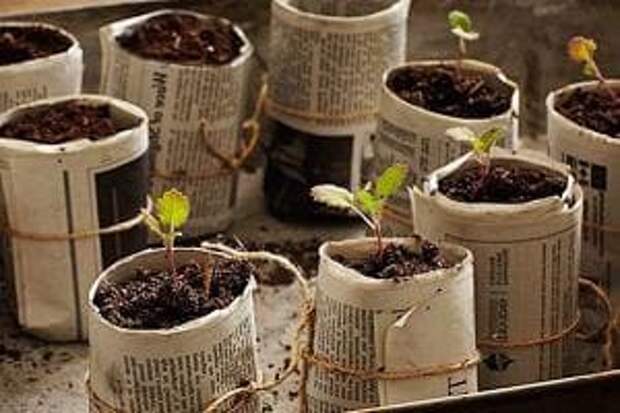 Горшочки из газеты для выращивания рассады