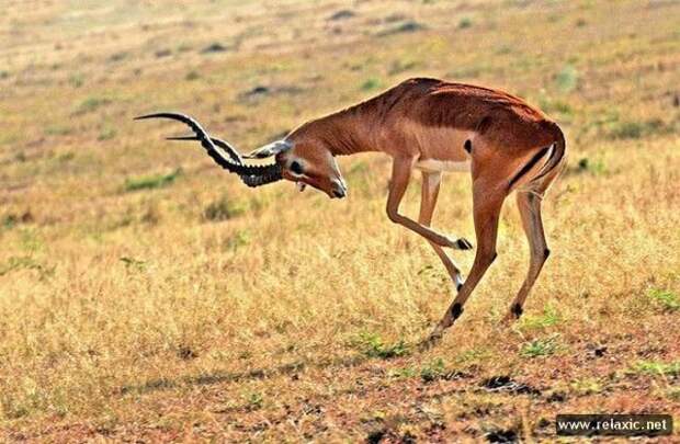 funny_animals_018