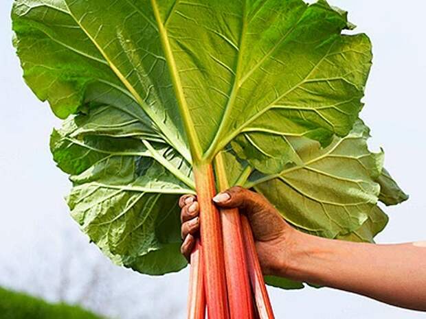 rhubarb