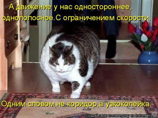 Чудная котоматрица 8
