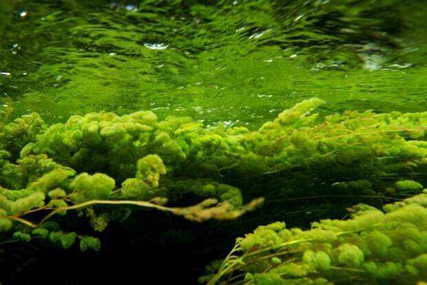 Зеленые водоросли реки Каньо Кристалес. Фото