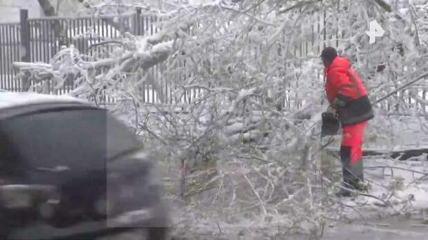 Деревопад в Москве из-за апрельского снега и ветра – видео