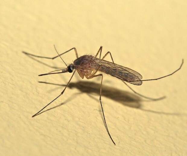 Ученые доказали, что 46 млн лет назад комары начали пить кровь World News FederalPress