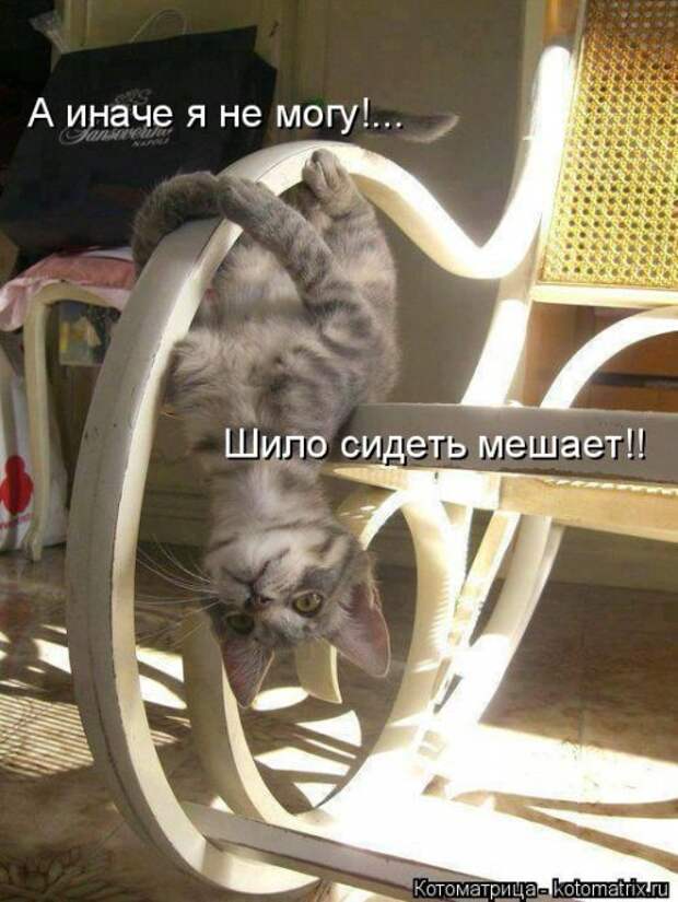 Лучшая котоматрица недели (30 фото)
