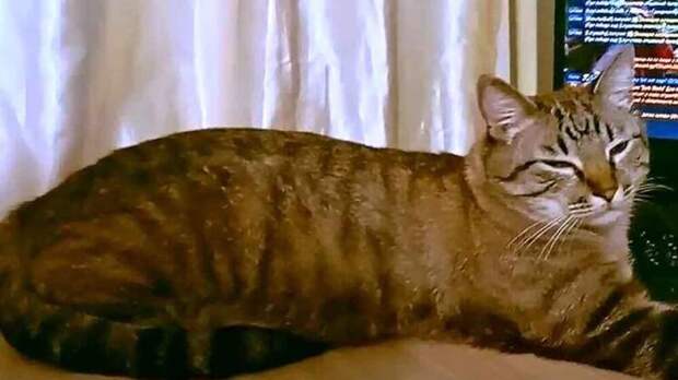 KP.RU: в Подмосковье кот Жорик пропал за 65 км от дома и дошел обратно за 9 дней