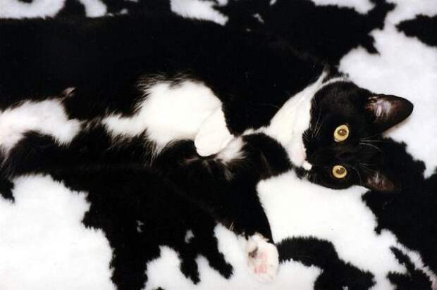 кошка маскируется