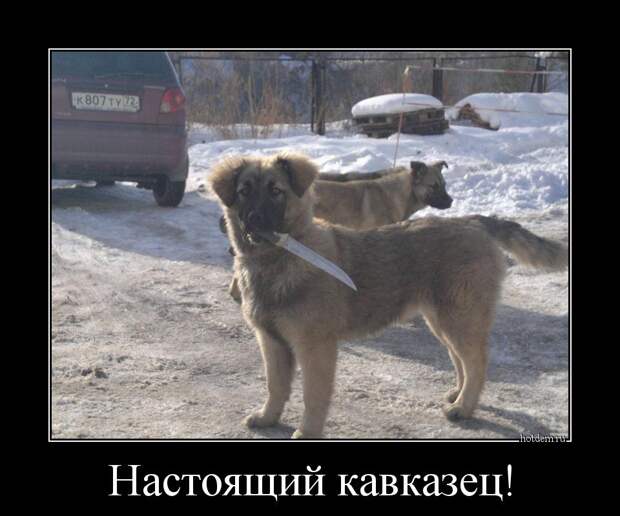Подборка демотиваторов демотиваторы, юмор