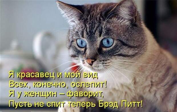 Прикольные коты  (65 фото)