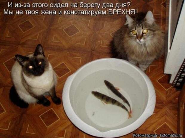 Позитивные зверушки. Весёленькие фото Позитивные зверушки. Весёленькие фото