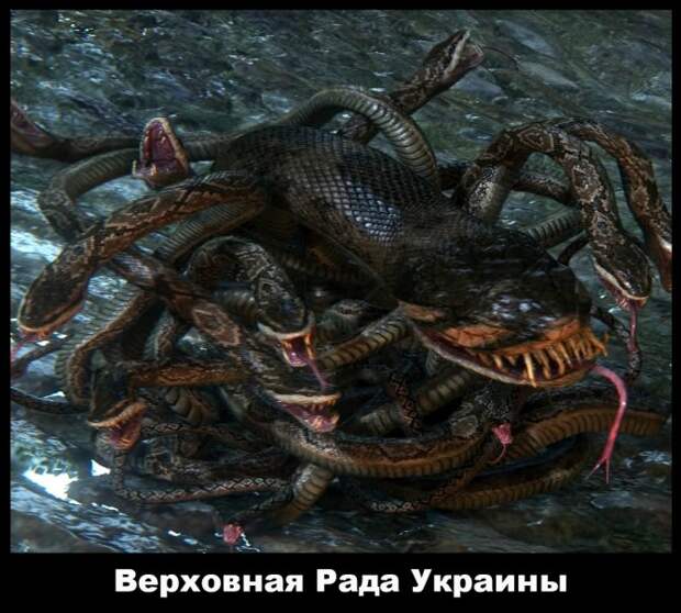Змеи в Раде жалят друг друга Змеи в Раде жалят друг друга