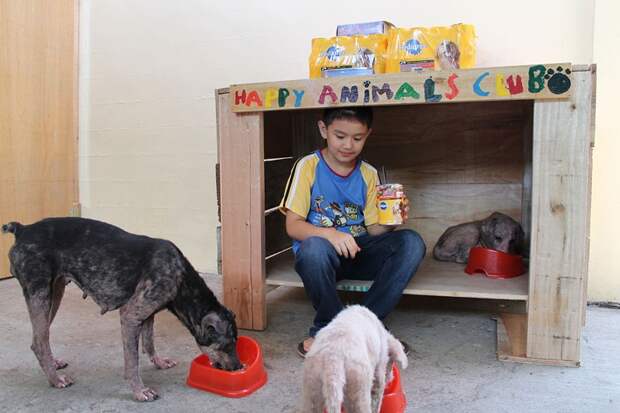 Девятилетний мальчик создал приют для животных в своём гараже. приют, мальчик, животные