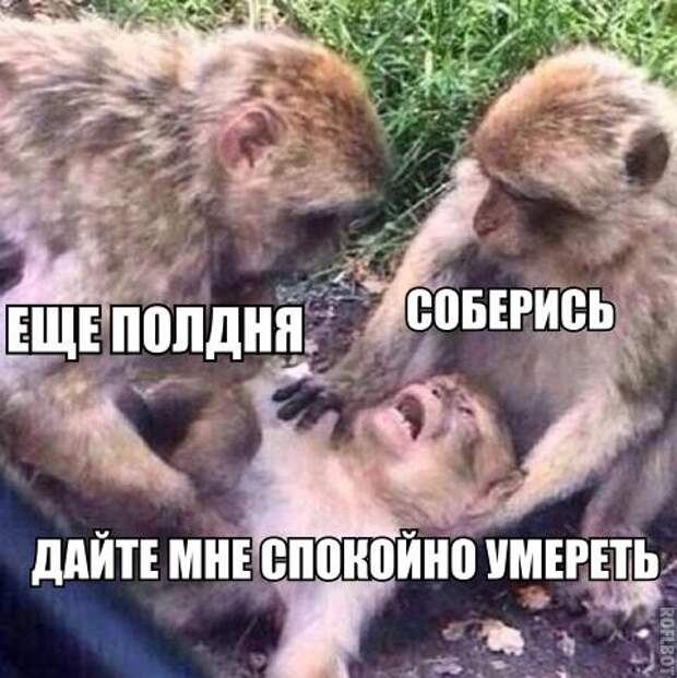 Смешные картинки с надписями прикол, юмор