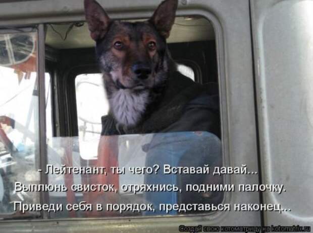 Котоматрица новые за неделю.