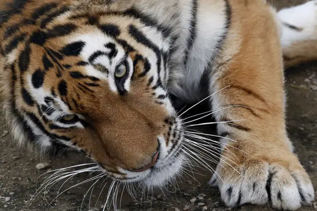Юнона. 3-летняя тигрица в зоопарке Роев ручей в Красноярске, Россия. животные, жизнь, позитив, эмоции