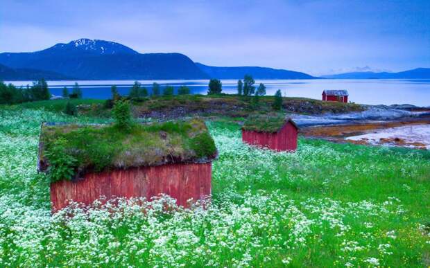 Дерновые крыши на деревянных домах в Тусфьорде, Норвегия. Дерновые крыши, то есть крыши, покрытые травяным дерном, или соломенные крыши, были традиционным видом скандинавских зеленых крыш. зелёные крыши, экологичный дом