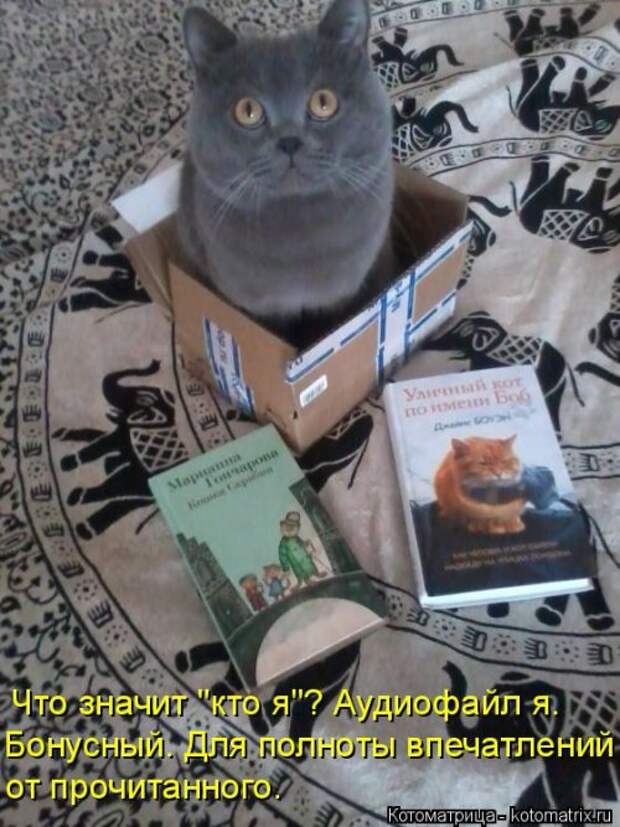 Еженедельная котоматрица (33 фото)