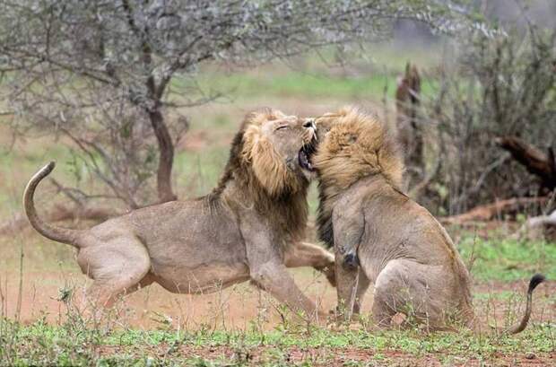 Схватка львов из-за самки животные, львы, самка, спаривание, схватка