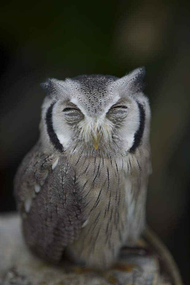 Фотография Sleeping Owl автор Hidenobu Suzuki на 500px