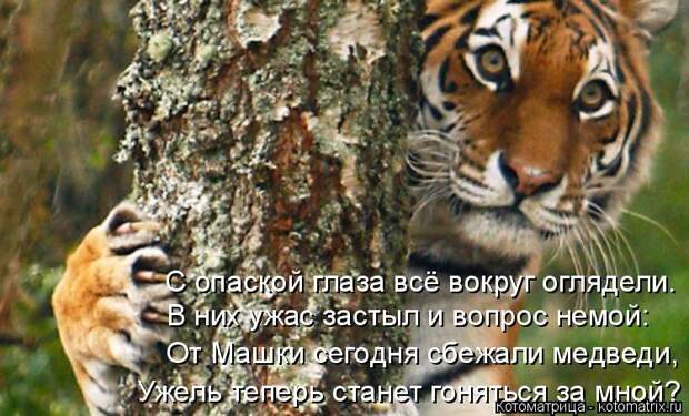 Котоматрица: С опаской глаза всё вокруг оглядели. В них ужас застыл и вопрос немой: От Машки сегодня сбежали медведи, Ужель теперь станет гоняться за мн