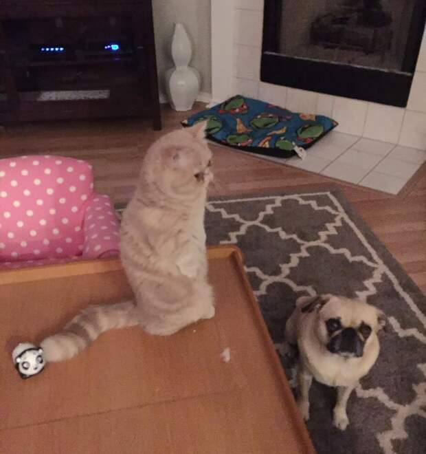 кот Джорж 