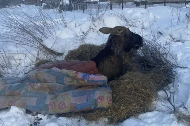 Подъем: в Ярославской области люди спасли лося