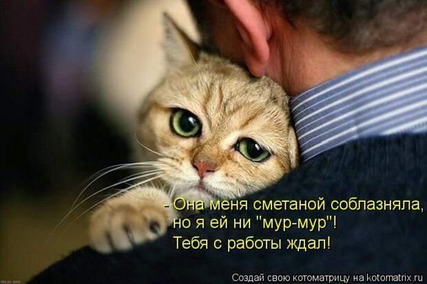 Новые котоматрицы за неделю
