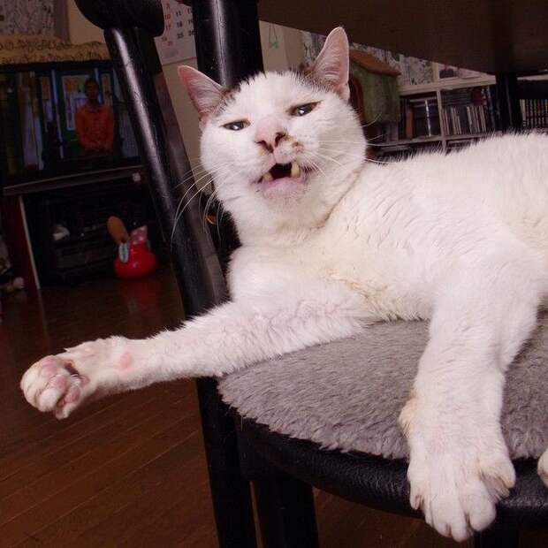 Без кота и жизнь не та